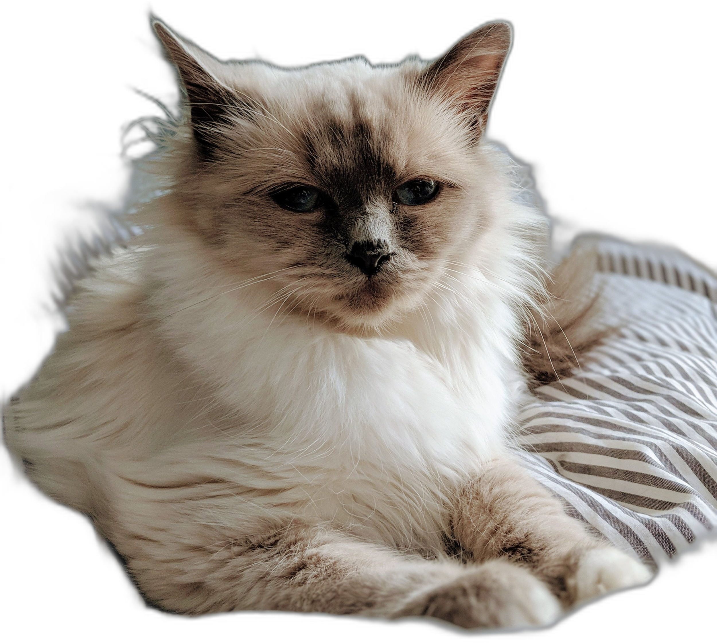 Screenshot of that same spot. There is clearly no white shadow.