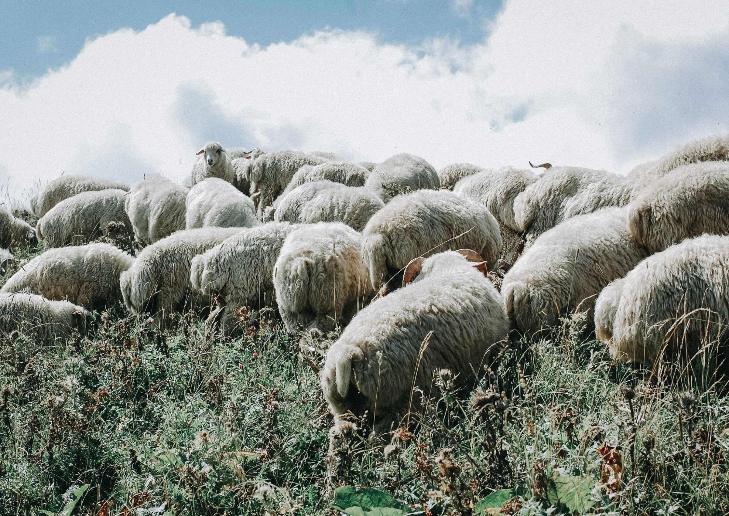 Photo by Makhmutova Dina